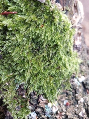 Herzogiella seligeri