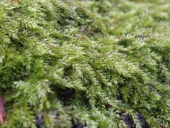 Herzogiella seligeri