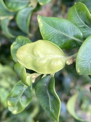 Monarthropalpus flavus