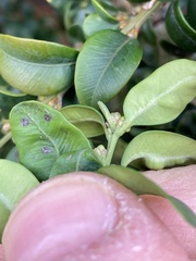 Monarthropalpus flavus