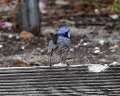 Malurus splendens splendens