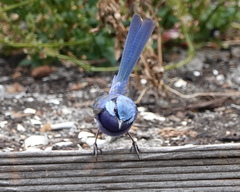 Malurus splendens splendens