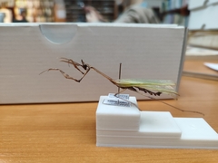 Empusa fasciata