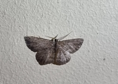 Zermizinga sinuata