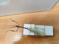 Empusa fasciata