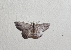 Zermizinga sinuata