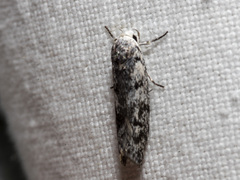 Lichenaula onychotypa