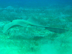 Pastinachus sephen