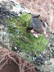 Herzogiella seligeri