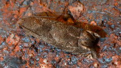 Epiblema strenuana