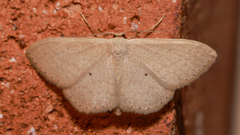 Scopula optivata