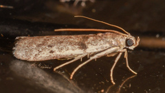 Cryptoblabes hemigypsa