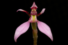 Eriochilus