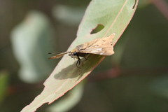 Netrocoryne repanda