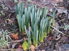 Narcissus pseudonarcissus