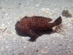 Antennarius striatus