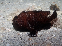 Antennarius striatus