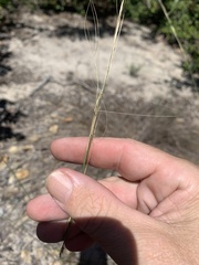 Aristida holathera