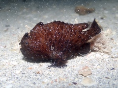 Antennarius striatus