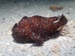 Antennarius striatus