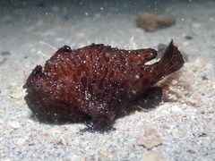 Antennarius striatus