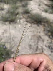 Aristida holathera