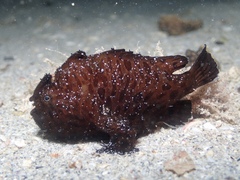 Antennarius striatus