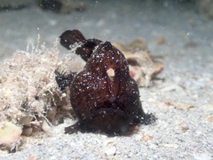 Antennarius striatus