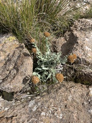 Helichrysum subglomeratum