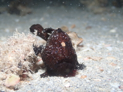 Antennarius striatus