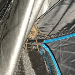 Phoneutria nigriventer