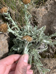 Helichrysum subglomeratum