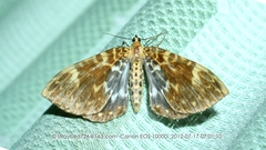 Eulithis flavomacularia