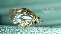 Eulithis flavomacularia