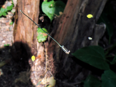 Mecistogaster ornata