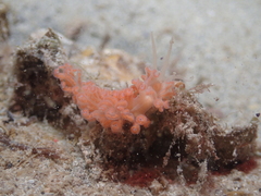 Phyllodesmium