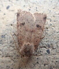 Cerastis faceta