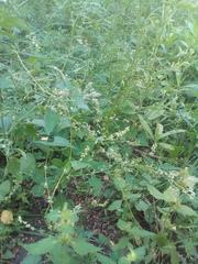 Fallopia convolvulus