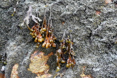 Fucus spiralis