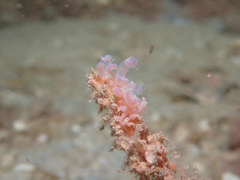 Phyllodesmium