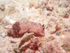 Aphelodoris