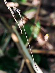 Mecistogaster ornata