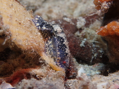 Hypselodoris