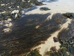 Sargassum muticum