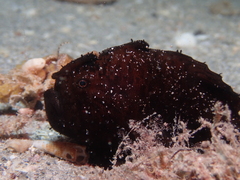 Antennarius striatus