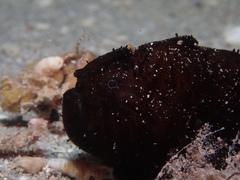 Antennarius striatus