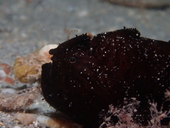 Antennarius striatus