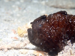Antennarius striatus