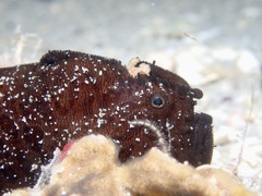 Antennarius striatus