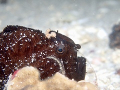 Antennarius striatus